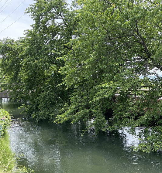 安曇野の「湧水のある暮らし」とは？水とともに生きる、静かな豊かさ