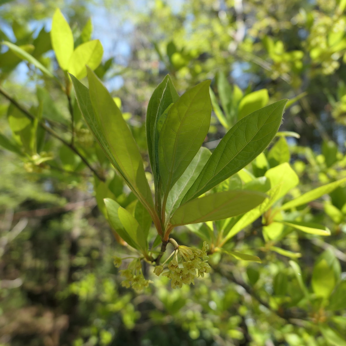 黒文字茶｜里山の恵みをいただく一杯のお茶
