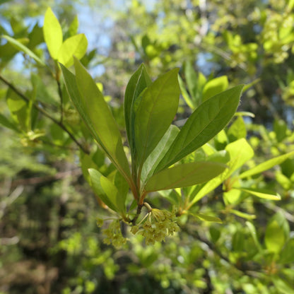 黒文字茶｜里山の恵みをいただく一杯のお茶